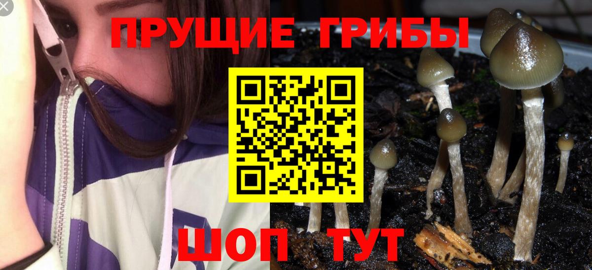Галлюциногенные грибы Psilocybe Ипатово